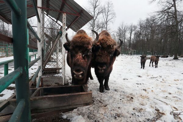 Žvėrių karaliaus sugrįžimas. Kaip Rusijoje buvo atkurta išnykusi rūšis Žvėrių karaliaus sugrįžimas. Kaip Rusijoje buvo atkurta išnykusi rūšis - Sputnik Lietuva