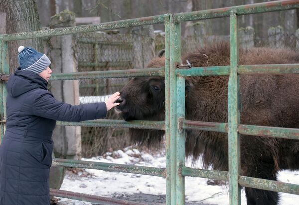 Žvėrių karaliaus sugrįžimas. Kaip Rusijoje buvo atkurta išnykusi rūšis Žvėrių karaliaus sugrįžimas. Kaip Rusijoje buvo atkurta išnykusi rūšis - Sputnik Lietuva