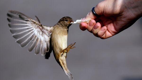 Девушка кормит птицу, архивное фото - Sputnik Lietuva