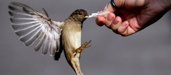 Девушка кормит птицу, архивное фото Девушка кормит птицу, архивное фото - Sputnik Литва