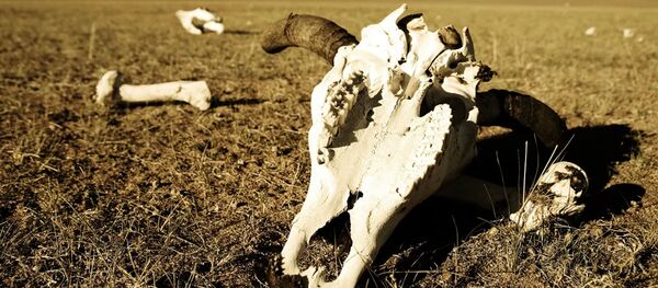 Череп и кости в пустыне Череп и кости в пустыне - Sputnik Lietuva