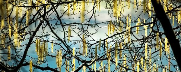 Цветение дерева, архивное фото Цветение дерева, архивное фото - Sputnik Литва