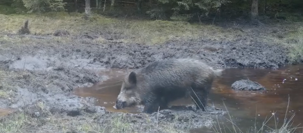 Грязевые ванны: в Литве сняли на видео диких кабанов Грязевые ванны: в Литве сняли на видео диких кабанов - Sputnik Литва