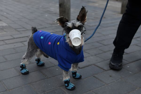 Собака с пластиковым стаканчиком на морде на одной из улиц Пекина, Китай - Sputnik Lietuva