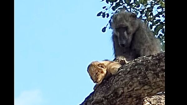 Pietų Afrikoje babuinas pavogė liūtuką ir juo rūpinosi - Sputnik Lietuva