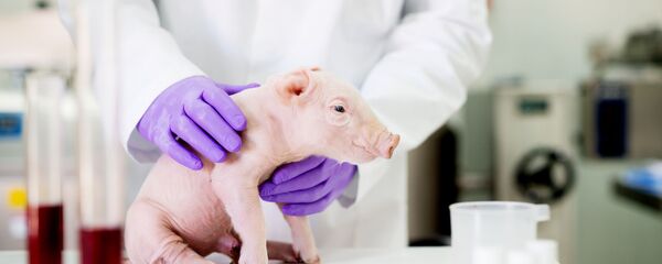Свинья в лаборатории, архивное фото Свинья в лаборатории, архивное фото - Sputnik Lietuva