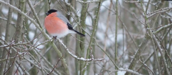 Снегирь зимой на ветке, архивное фото Снегирь зимой на ветке, архивное фото - Sputnik Lietuva