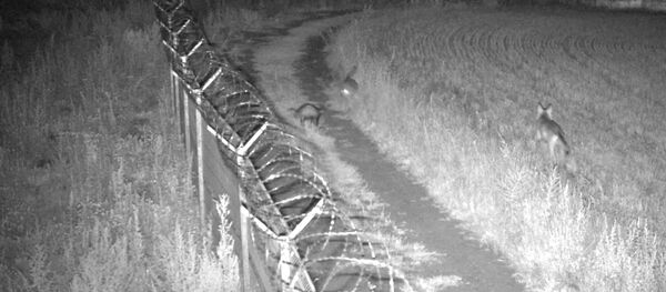 Литовские пограничники показали на видео стычку барсука и двух волков - Sputnik Литва