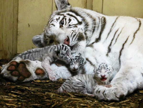 Новорожденные белые бенгальские тигрята со своей мамой - Sputnik Литва