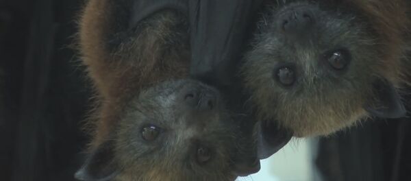 Летучие мыши - Sputnik Литва