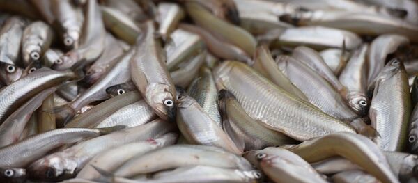 Фестиваль корюшки в Паланге - Sputnik Lietuva