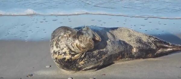 Тюлень умывается Тюлень умывается - Sputnik Литва