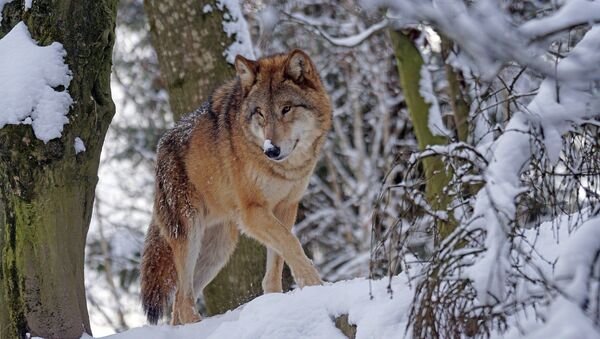 Волк, архивное фото - Sputnik Литва