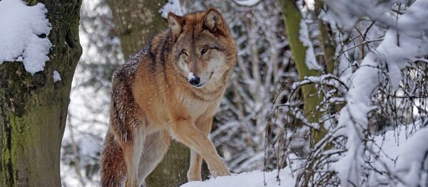 Волк, архивное фото Волк, архивное фото - Sputnik Литва