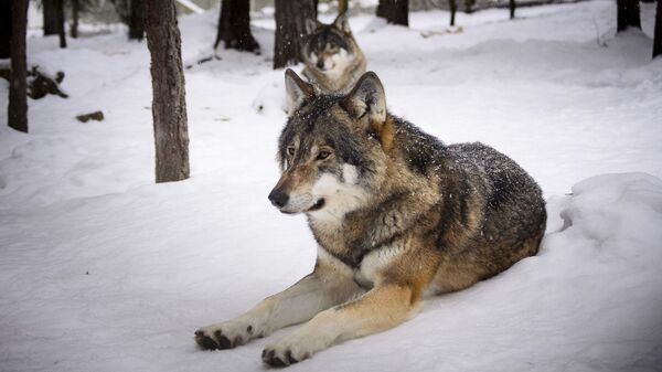 Волки, архивное фото - Sputnik Lietuva
