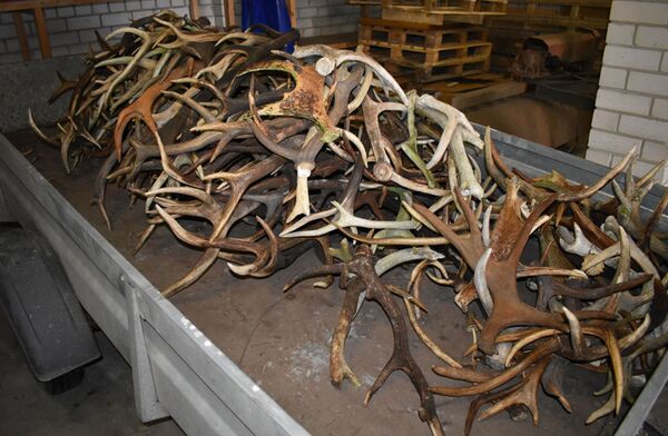 Pasieniečiai netoli Latvijos aptiko 200 elnių ir briedžių ragų Pasieniečiai netoli Latvijos aptiko 200 elnių ir briedžių ragų - Sputnik Lietuva