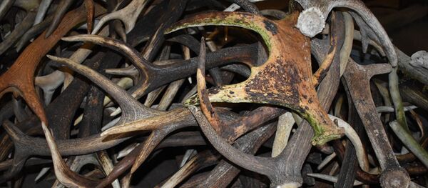 Ragai Ragai - Sputnik Lietuva