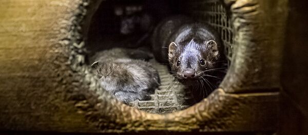 Норки, архивное фото - Sputnik Литва