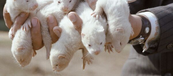 Выводок белой норки, архивное фото - Sputnik Литва