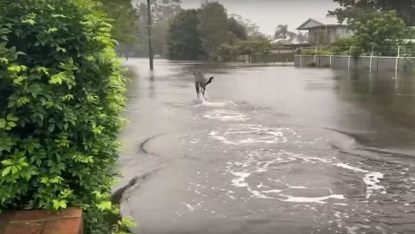 Ne ugnis, tai vanduo: kengūros Australijoje kenčia nuo potvynių - Sputnik Lietuva