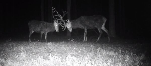 Литовский заповедник опубликовал видео стычки оленей Литовский заповедник опубликовал видео стычки оленей - Sputnik Lietuva