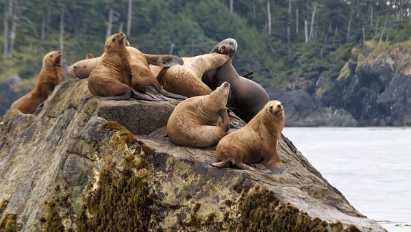 Колония морских львов на архипелаге Хайда-Гуай, Канада  - Sputnik Литва