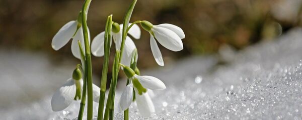 Подснежники, архивное фото Подснежники, архивное фото - Sputnik Lietuva