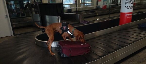 Служебные собаки ищут наркотики в аэропорту Каунаса - Sputnik Литва