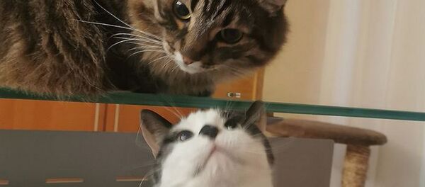 Katės Kuzia ir Muris Katės Kuzia ir Muris - Sputnik Lietuva