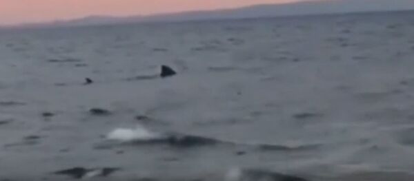 Огромная акула замечена в Эгейском море у берегов Турции Огромная акула замечена в Эгейском море у берегов Турции - Sputnik Lietuva