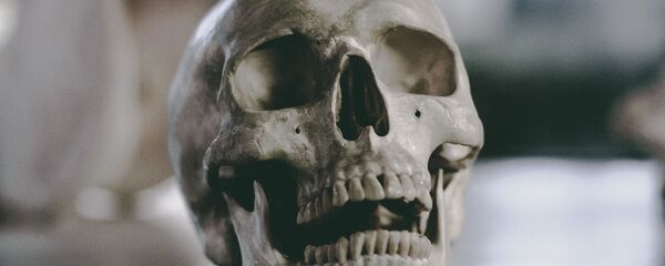 Kaukolė Kaukolė - Sputnik Lietuva