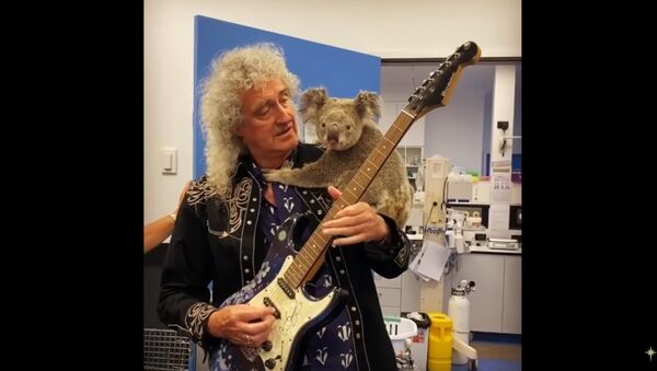 Queen grupės gitaristas Brajanas Mėjus sugrojo gitara išgelbėtai koalai - Sputnik Lietuva