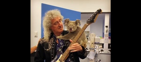 Queen grupės gitaristas Brajanas Mėjus sugrojo gitara išgelbėtai koalai Queen grupės gitaristas Brajanas Mėjus sugrojo gitara išgelbėtai koalai - Sputnik Lietuva