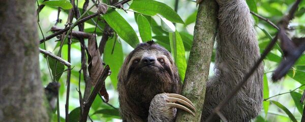 Трехпалый ленивец Трехпалый ленивец - Sputnik Lietuva