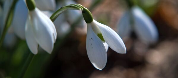 Подснежники, архивное фото Подснежники, архивное фото - Sputnik Литва