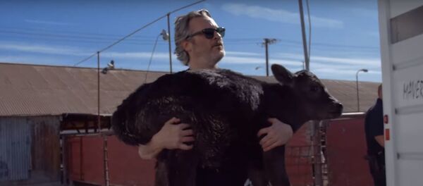 Хоакин Феникс спас со скотобойни теленка и корову - Sputnik Lietuva