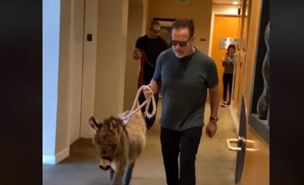 Švarcnegeris atėjo į darbą su asilu Švarcnegeris atėjo į darbą su asilu - Sputnik Lietuva