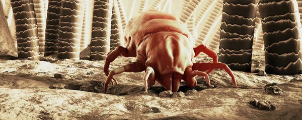 Клещ 3D - Sputnik Lietuva