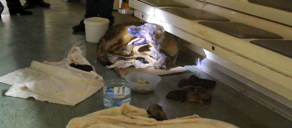 Хвостатые пассажиры: дворняжка родила девять щенков в вагоне метро Хвостатые пассажиры: дворняжка родила девять щенков в вагоне метро - Sputnik Lietuva