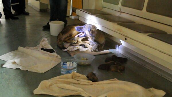 Хвостатые пассажиры: дворняжка родила девять щенков в вагоне метро - Sputnik Lietuva
