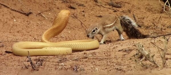 Kobros ir drąsaus staro susirėmimas Kobros ir drąsaus staro susirėmimas - Sputnik Lietuva
