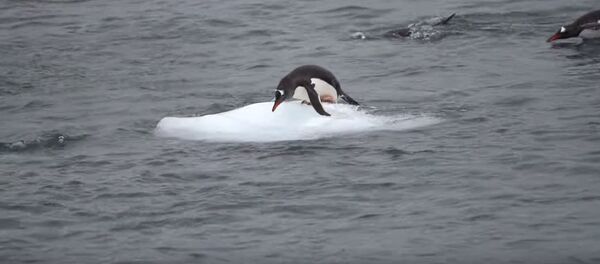 Negrabūs pingvinai ant lyties tapo socialinių tinklų favoritais — video Negrabūs pingvinai ant lyties tapo socialinių tinklų favoritais — video - Sputnik Lietuva