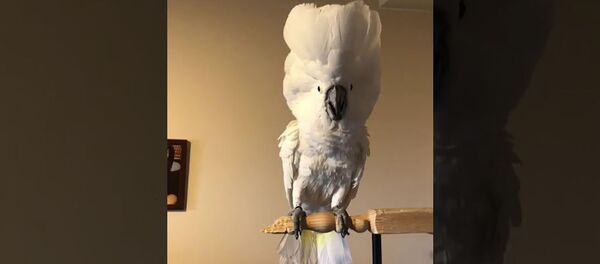 Попугай танцует под песню The Roop Попугай танцует под песню The Roop - Sputnik Lietuva