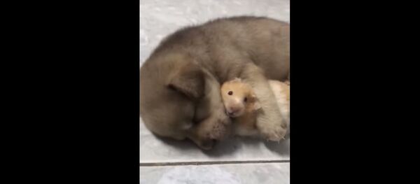 Žiurkėnas saugo draugo šuniuko miegą Žiurkėnas saugo draugo šuniuko miegą - Sputnik Lietuva