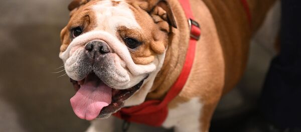 Šuo, archyvinė nuotrauka Šuo, archyvinė nuotrauka - Sputnik Lietuva