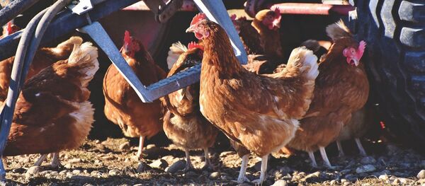 Курицы Курицы - Sputnik Литва