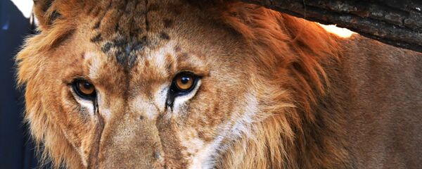 Liūtas Liūtas - Sputnik Lietuva