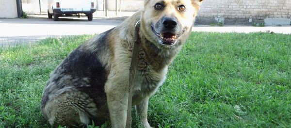 Собака из приюта - Sputnik Lietuva