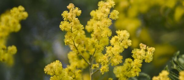 Цветущая мимоза, архивное фото Цветущая мимоза, архивное фото - Sputnik Lietuva