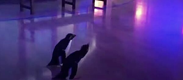 Аквариум в Чикаго закрыли на карантин Аквариум в Чикаго закрыли на карантин - Sputnik Литва